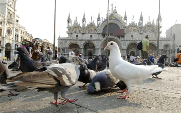 piazza-san-marco-with-attacking-pigeons.webp